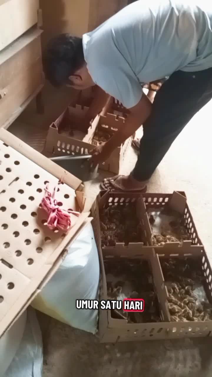 Bibit puyuh petelur
#puyuh #telurpuyuh #bibitpuyuhpetelur 