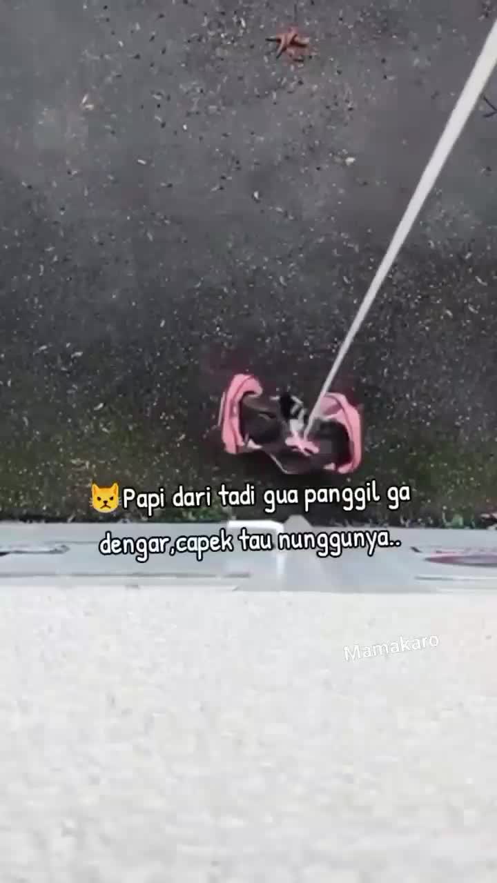 Anabul Pulang Ke Rumahnya Naik Lift. #kucingoyen #Kucing #kucinglucu #duniakucing 