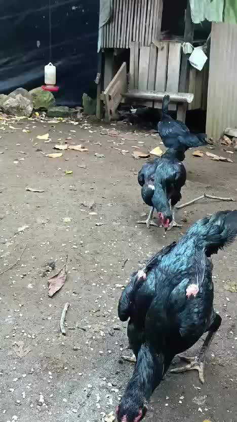 ternak ayam  #pakhoy  #thailand  #ayambangkok 
