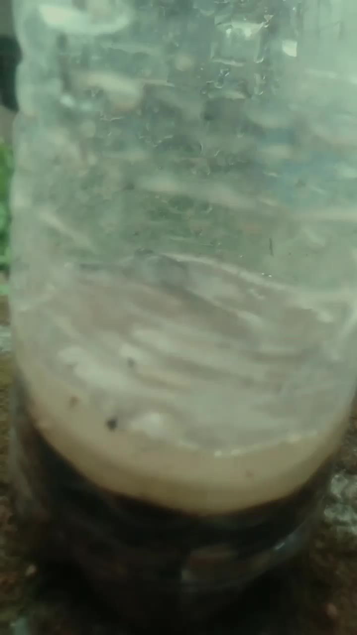 tumbuhlah tanamanku🤗#dedan glasial#klan tumbuhan#mari lindungi alam
