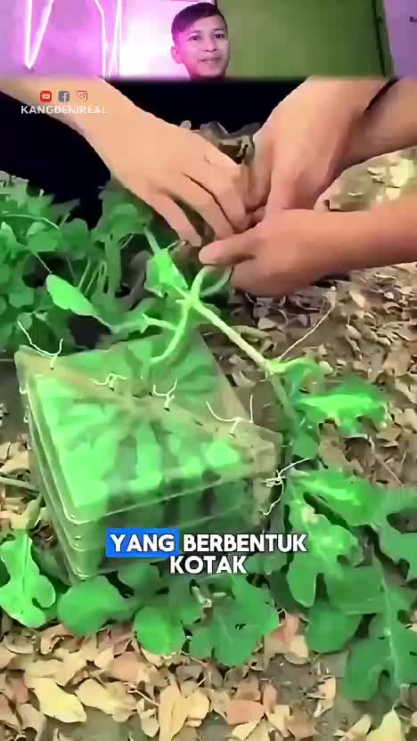 lihat  #RCTIPlus  #HOTrctiplus  #rcti  #RCTIoke 