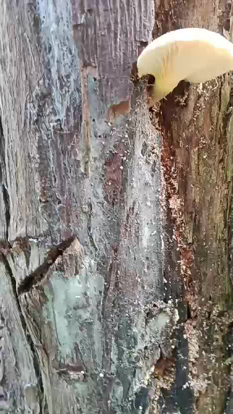 ada jamur di batang pohon Cherry...
