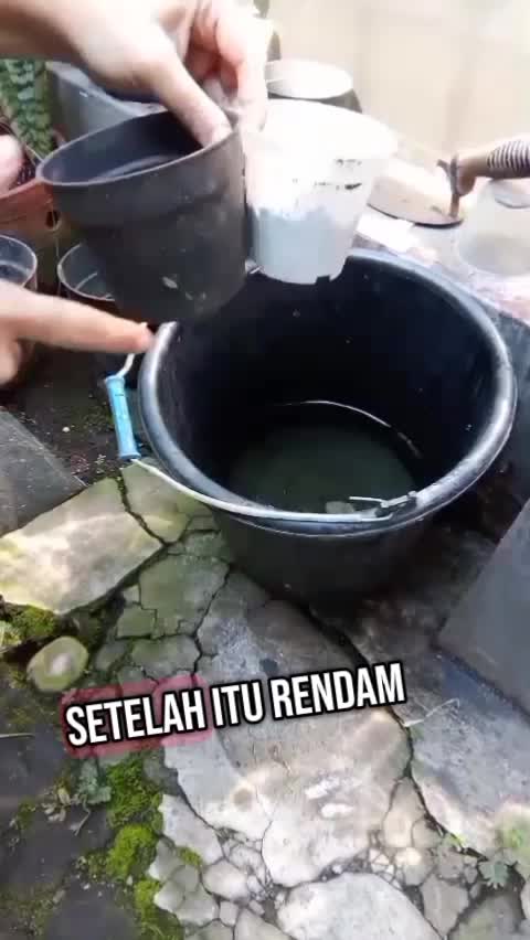 cara menyiram benih biar tidak mati #hoby #berkebundihalamanrumah #kebun #menanam #benih #kontenberkebun #pupukorganikcair  