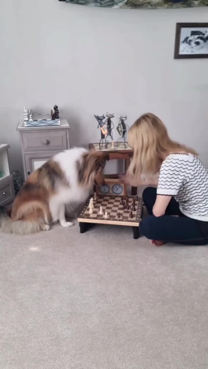 Bermain catur

 #videolucu
