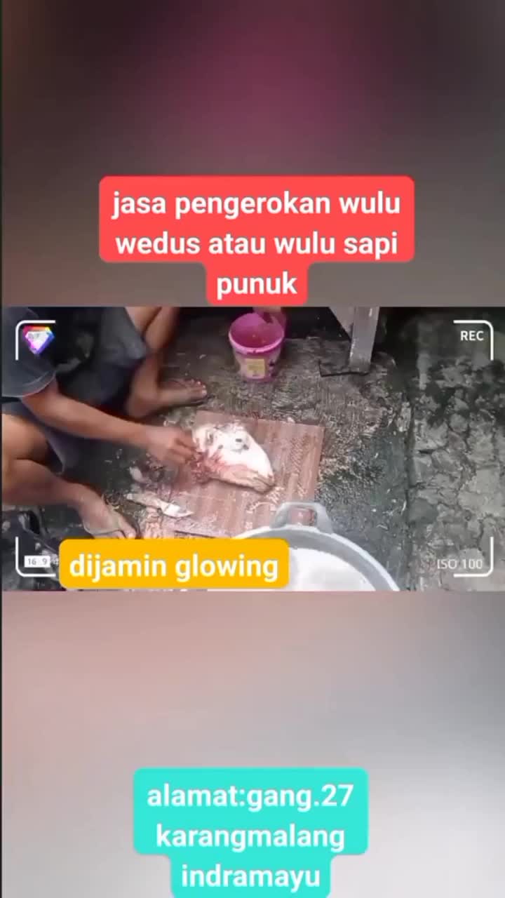  #jasakerokbulukambing
#jasakerokbulusapi