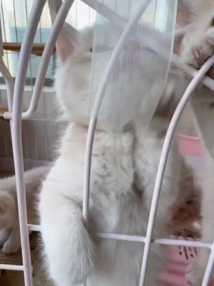 kucing lucu bangeett
 #Kucing  #lucu