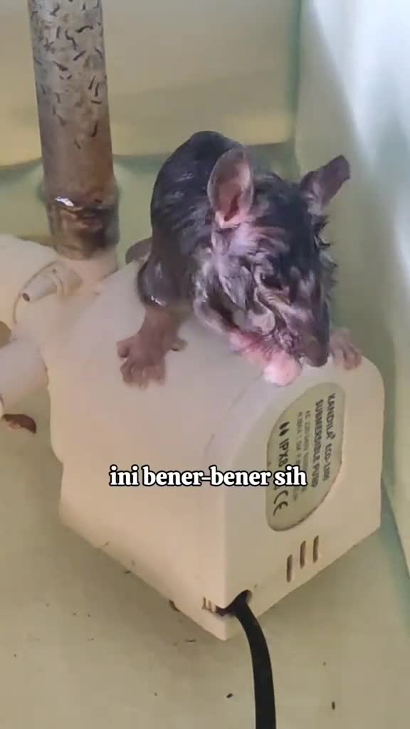 tikus mandi di aquarium 
