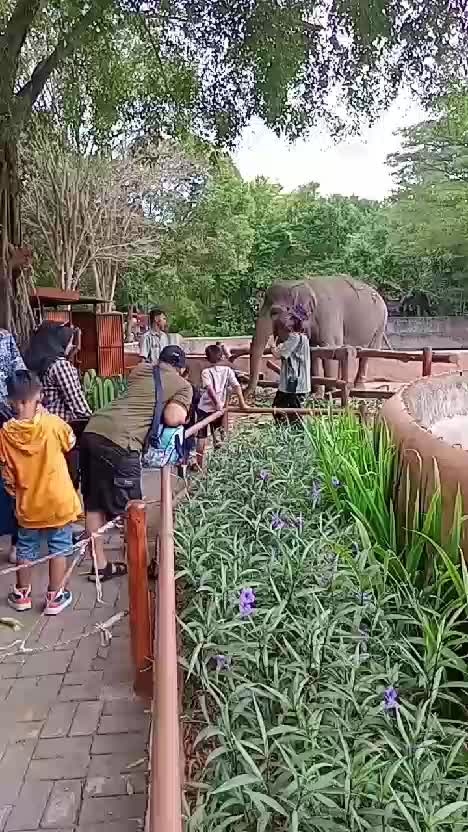GAJAH SUMATRA
