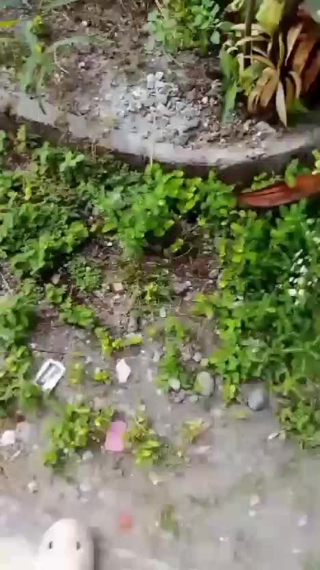 herbisida untuk rumput di halaman  #herbisida  #kebunshaka 