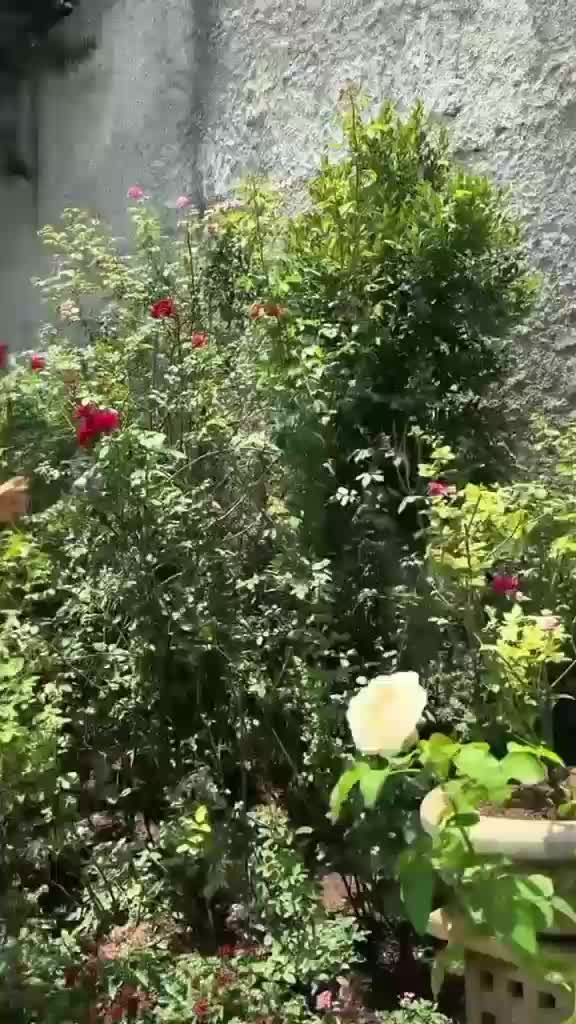 Desire Tarigan berkebun bunga  #artisberkebun  #Berkebun  #desiretarigan  #berkebunbunga 