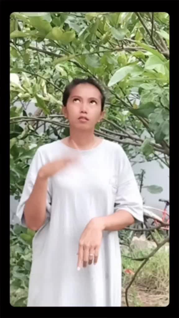 survei pohon jeruk dulu. 