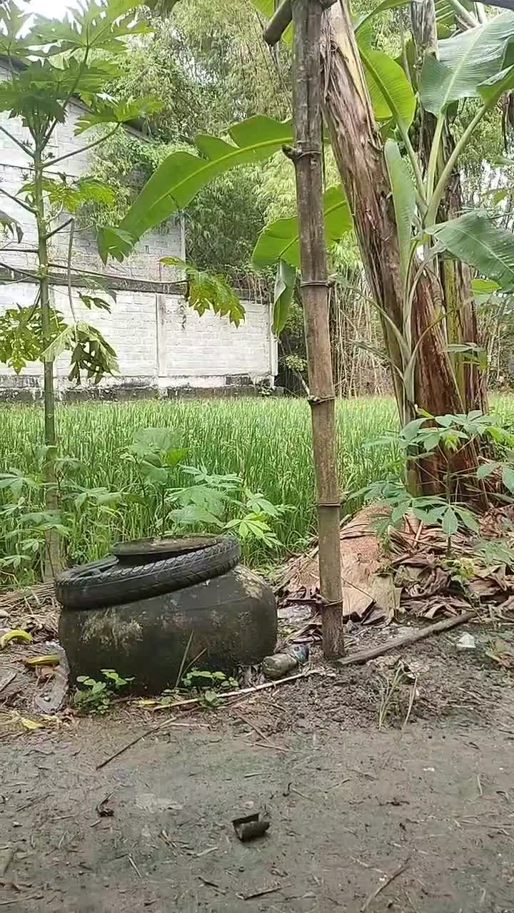 cuaca siang hari gerimis mengundang 
#fypシ゚viral 