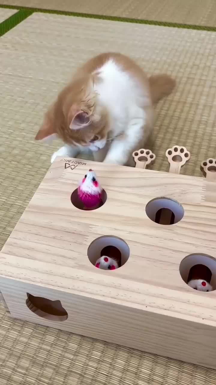  #disangkatangkaptikus  #videolucu 