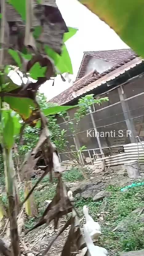 Pohon pisang berbuah, memberi makan mentok jumbo, spill pohon pepaya. suasana soreku hidup di desa #Berkebun #beternak #ternakmentok #mentok