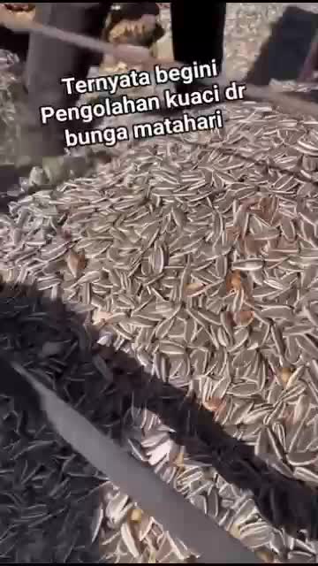 proses kuaci