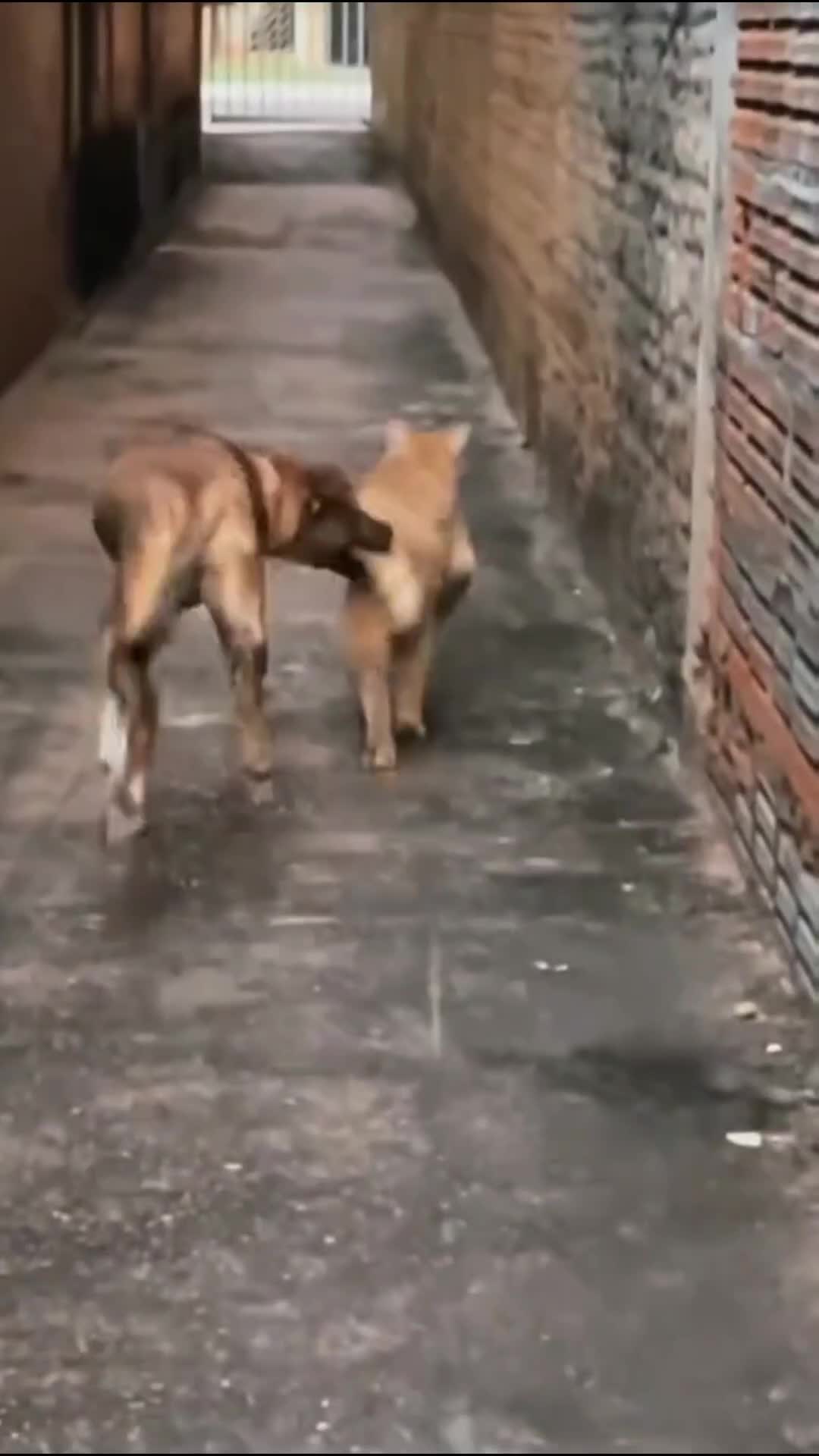 Persahabatan Anjing dan Kucing menggemaskan  #kucingoyen #videolucu #shortplus 